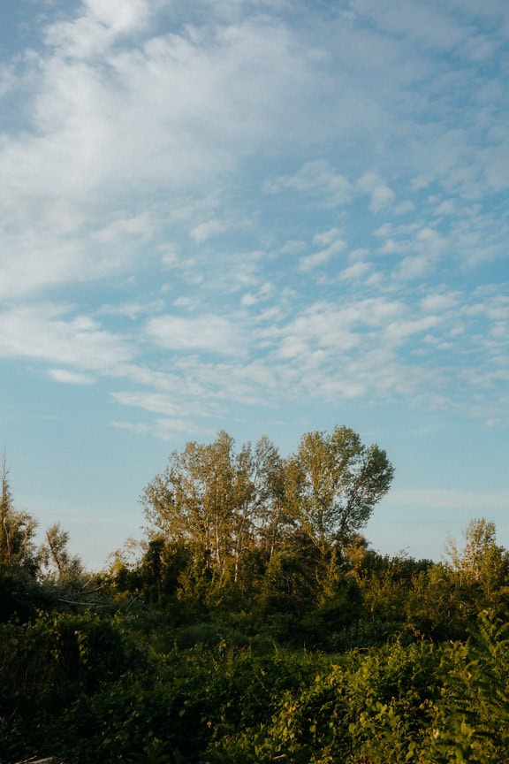 Langit biru dengan awan di atas pohon poplar di hutan