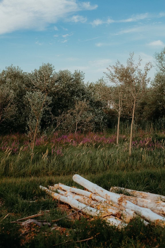 Pile of bare logs on a grassy meadow with trees and blue sky