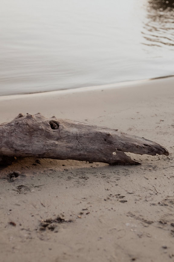 Droog drijfhout op een zandig strand van de rivier van Donau