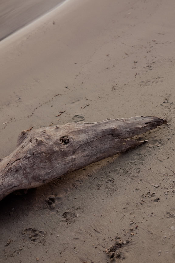 Pezzo di legno secco sulla riva sabbiosa del fiume