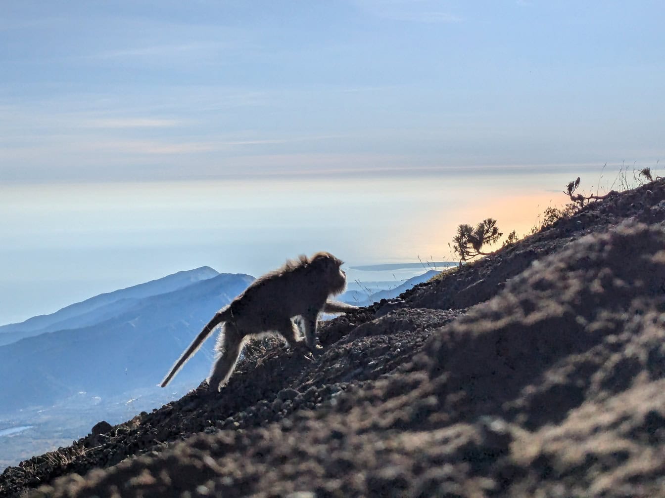 Şafakta bir tepeye tırmanmaya (Macaca fascicularis) uzun kuyruklu bir makak veya Bali uzun kuyruklu maymununun silueti