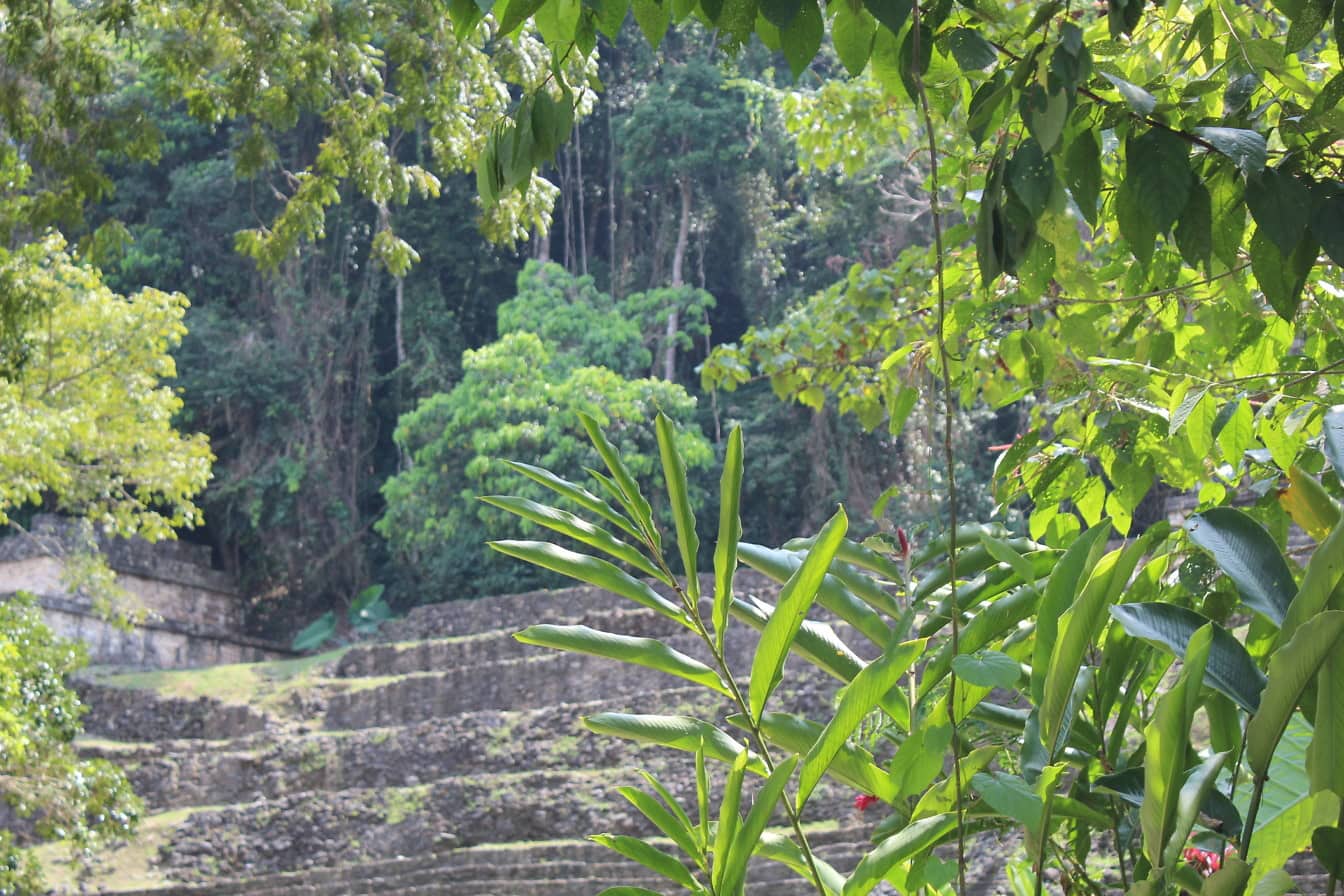 Plantas tropicais na selva de México