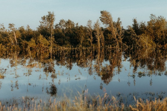 Die Aue des Wassers mit Bäumen und Gräsern