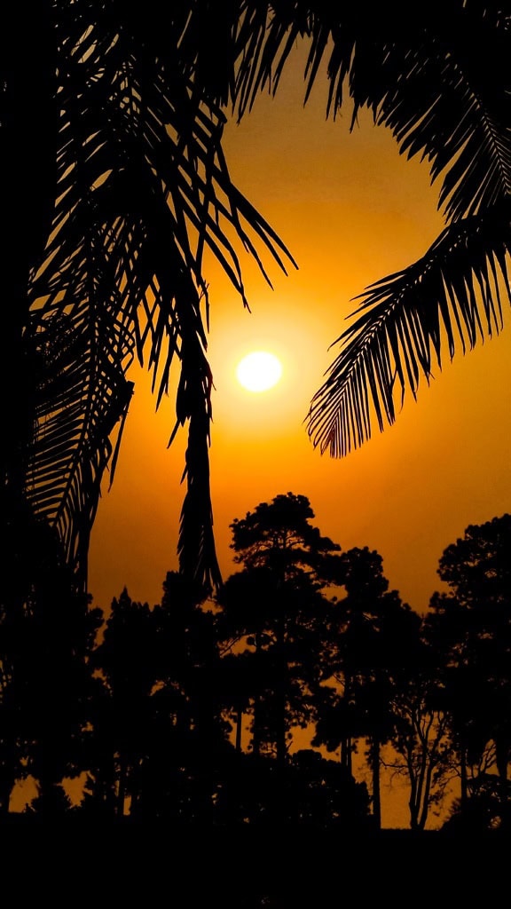 Ein tropischer Sonnenuntergang mit Palmensilhouette und orange-gelbem Himmel mit dunstiger Sonne