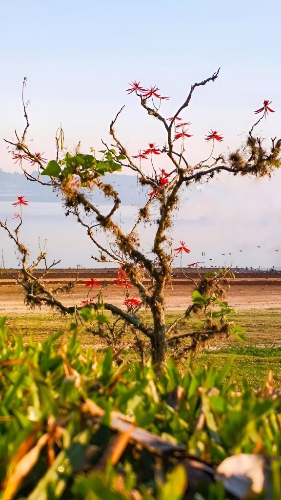 Läntinen korallipapupuu (Erythrina Flabelliformis)