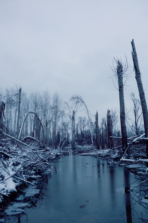 Troncs nus cassés sur une rive de rivière enneigée avec des arbres tombés dans une rivière gelée en hiver, un paysage de conditions hivernales rigoureuses