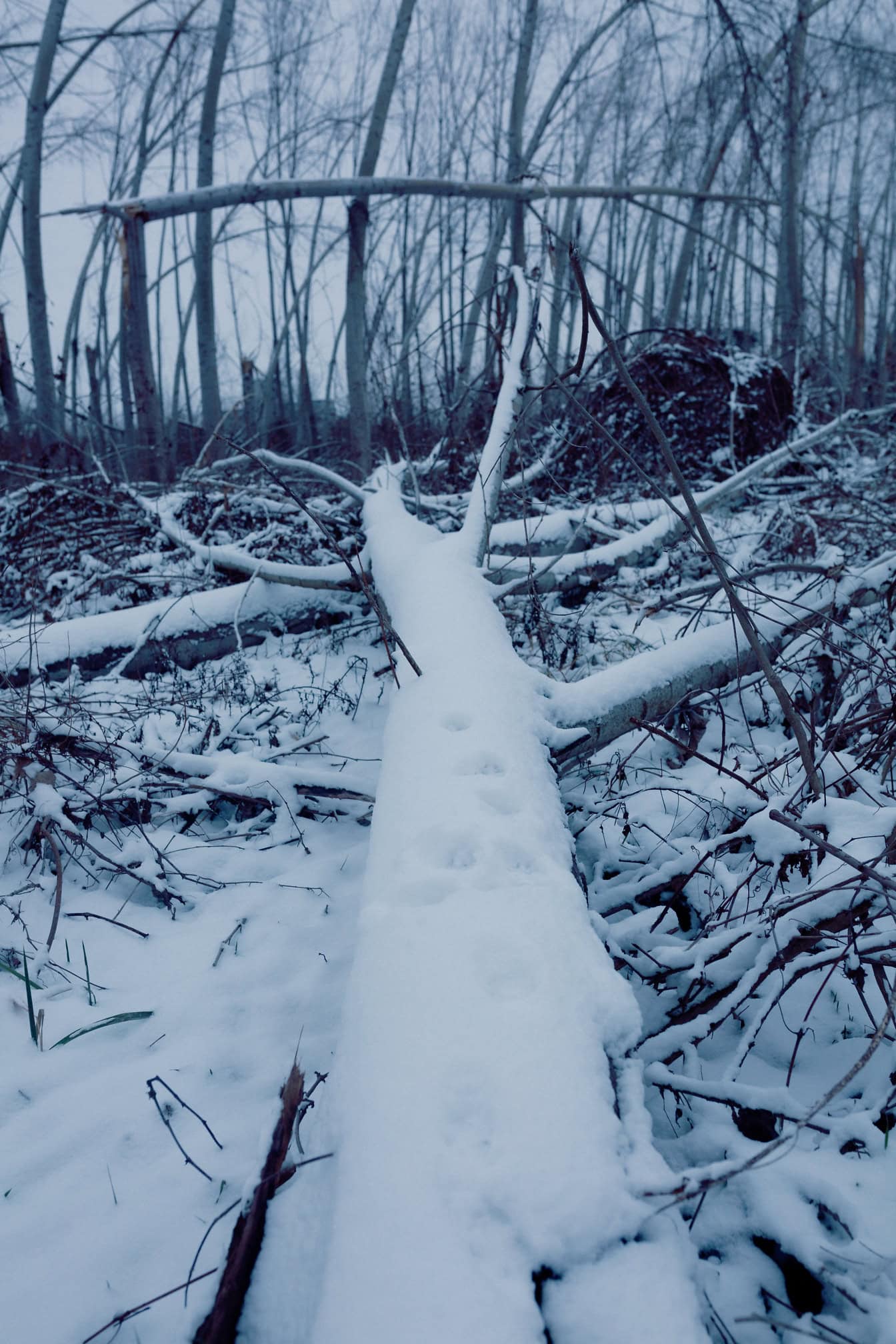 Árbol nevado talado en el suelo congelado del bosque durante el invierno frío, paisaje de duras condiciones invernales