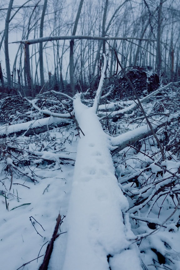 Arbre enneigé abattu sur le sol de la forêt gelée pendant l’hiver froid, paysage de conditions hivernales rigoureuses