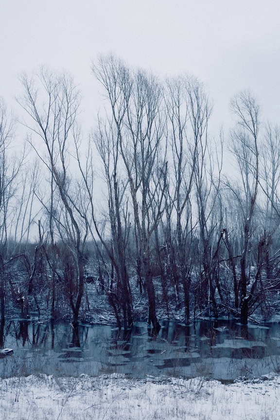 Kale bomen op de besneeuwde oever van het kanaal met koud bevroren water in het kanaal in de winter