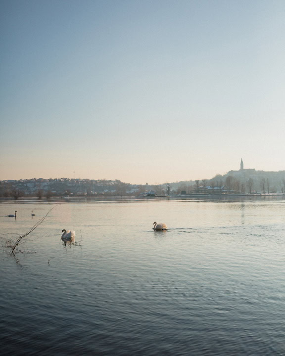 The Danube river with swans proudly showing its wings while swimming in the water