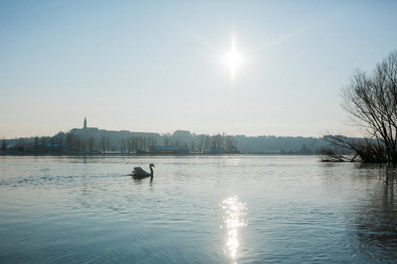 Sunny afternoon on the Danube river with a swan swimming in the water