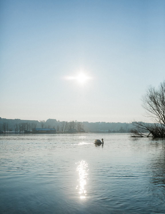 Cuaca cerah yang indah di Danube dengan angsa dengan bangga memamerkan dan menunjukkan sayapnya saat berenang di air