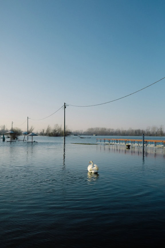 Cigno che nuota orgogliosamente nell’area allagata del lago Tikvara vicino al Danubio, Bačka Palanka