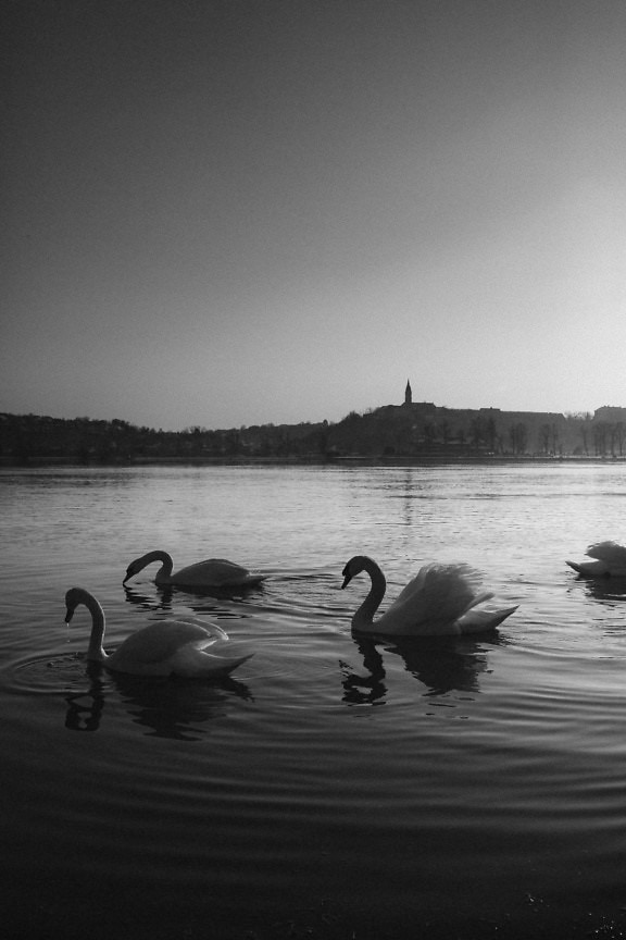 Black and white vertical landscape photograph of a flock of swans swimming in a lake