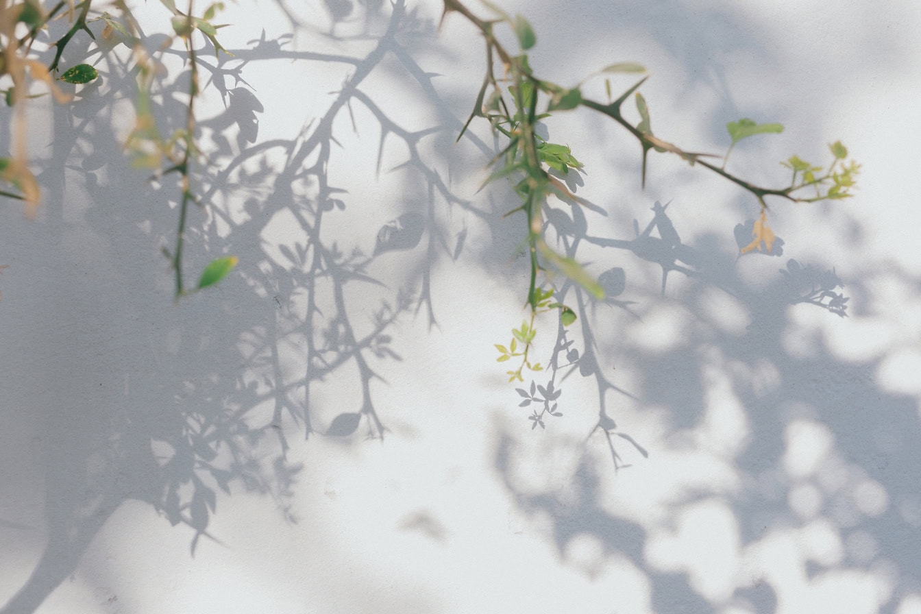 Branchlet com folhas e sombras em uma parede branca