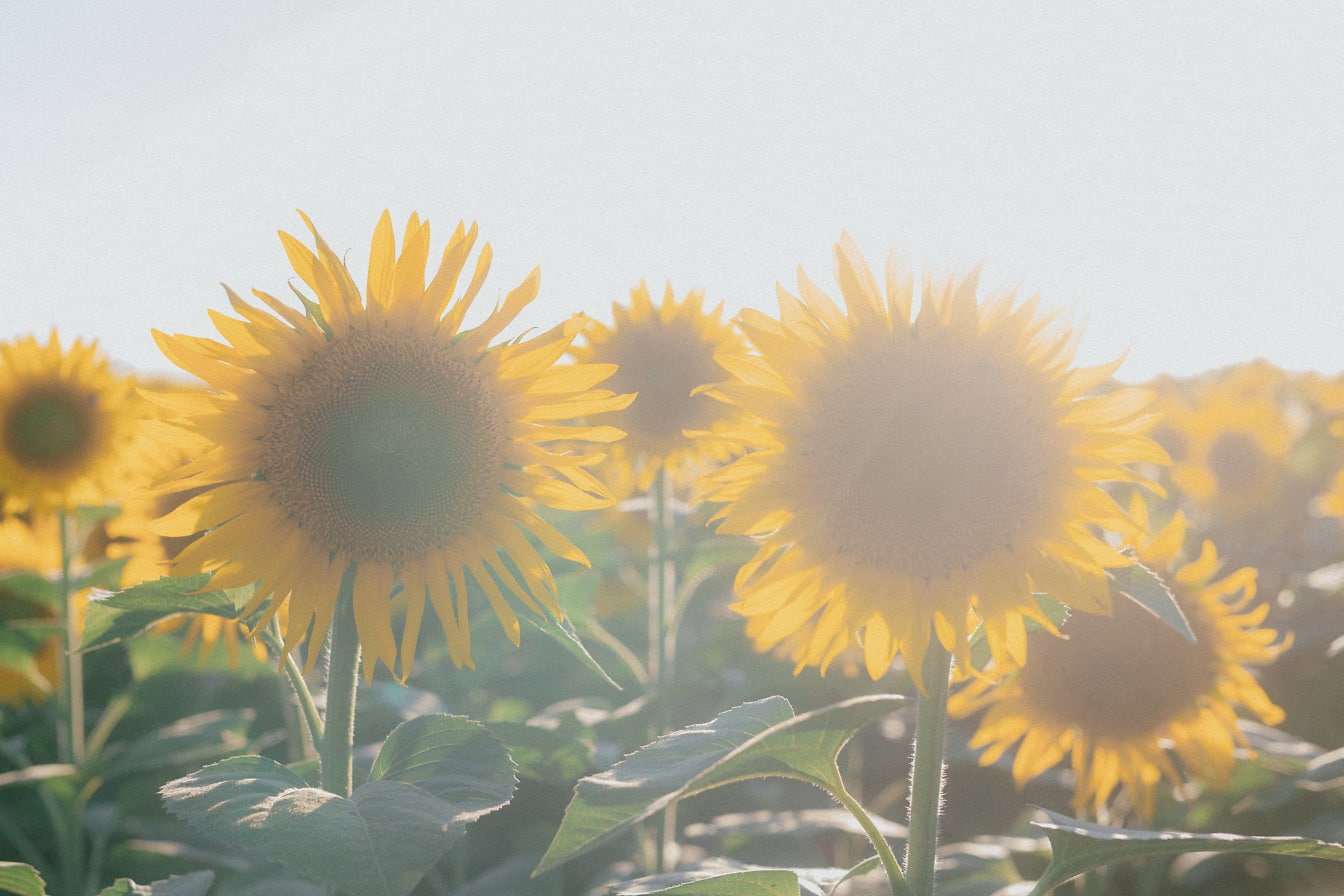 Sunflowers in a field at fair weather with bright sunrays