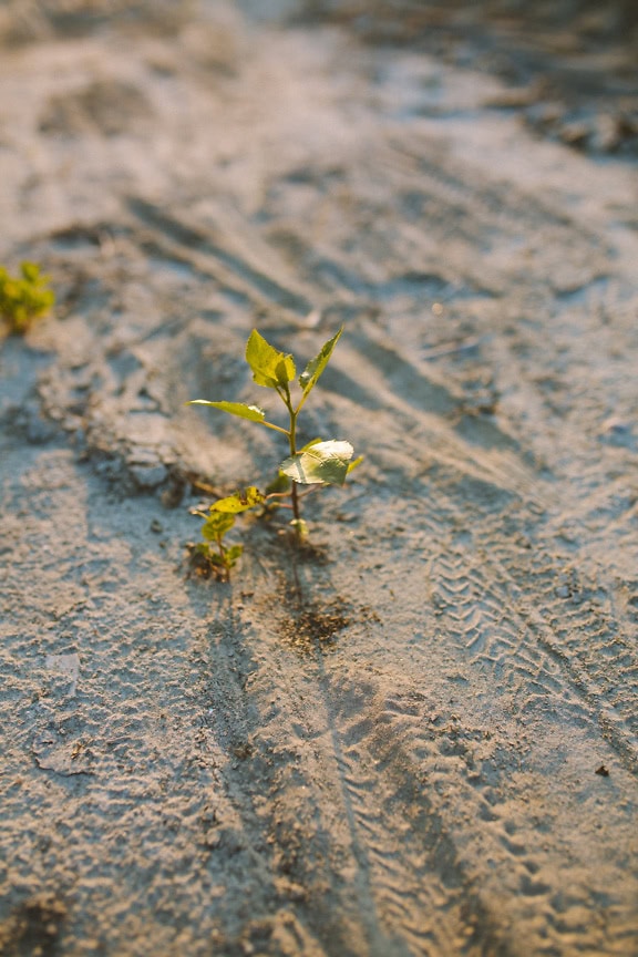 Deciduous tree sapling growing through sandy soil