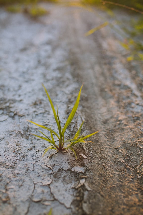 En frøplante av gress som vokser på en sprukket grusvei