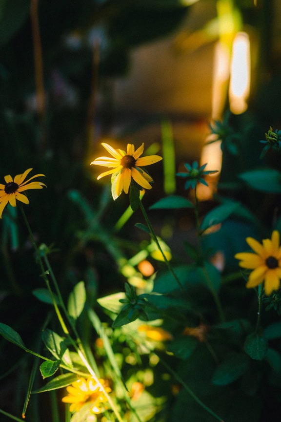 Die schwarzäugige Susan-Blume (Rudbeckia hirta), gelbe Blüten, die im Schatten wachsen