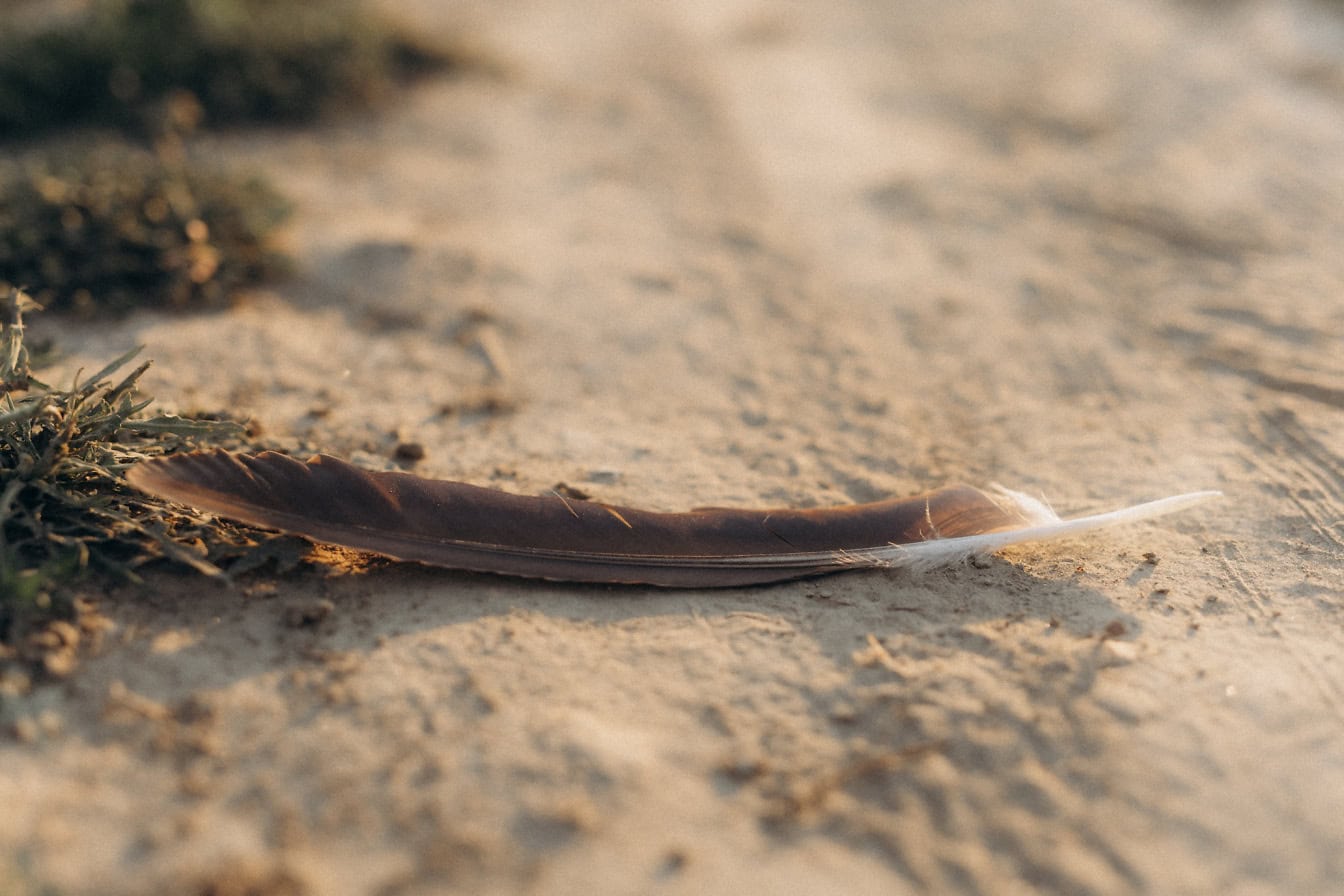 Pluma negra brillante en el suelo