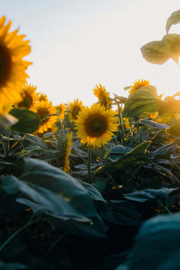 Tra campi di girasoli gialli con raggi di sole luminosi come controluce