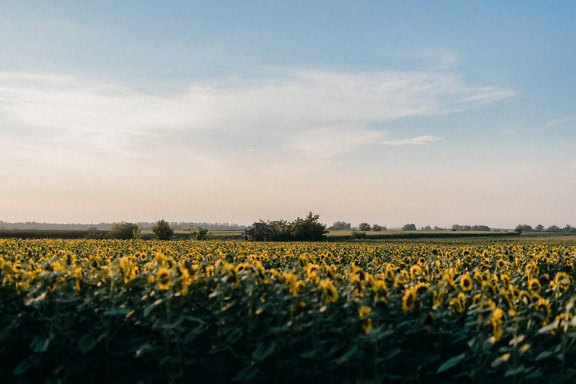 Slunečnicové pole s jasně modrou oblohou