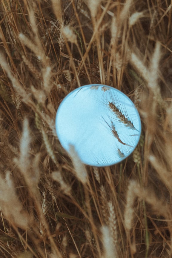 Espelho circular em um campo de trigo com reflexo de sementes de trigo nele