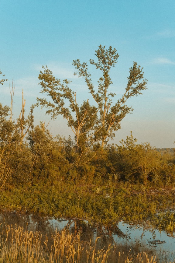 Bomen van loofpopulier in een overstroomd moeras