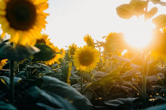 Keltaisia auringonkukkia pellolla, jonka taustavalona on kirkas auringonpaiste