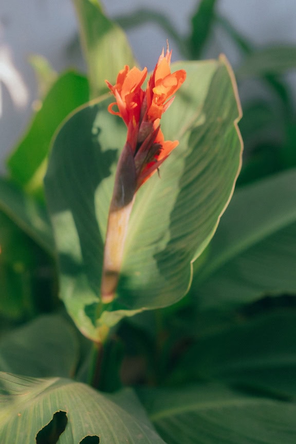 Indyjska roślina strzelnicza lub afrykański kwiat maranty, wieloletnie zioło o pomarańczowo-czerwonym (Canna indica) kwiatowym