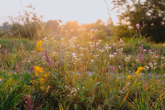 Ängsfält med blommande vildblommor och gräs på eftermiddagen med starkt solljus som bakgrundsbelysning