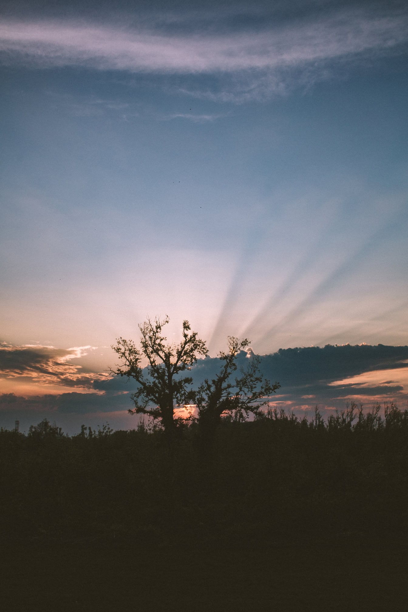 Razele soarelui strălucesc printre nori în spatele siluetei unui copac la amurg, o fotografie perfectă de peisaj cu lumină de fundal