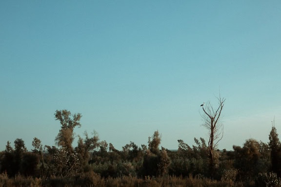 Uma floresta coberta de vegetação com arbustos sob um céu azul