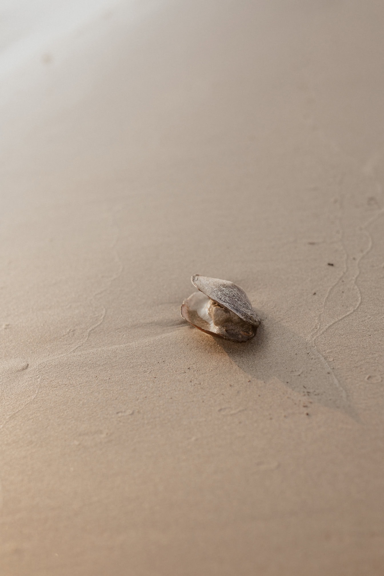 Geopende zoetwatermossel of mossel, een zwaanmossel, een aquatisch tweekleppig weekdier op het natte zand (Sinanodonta woodiana)