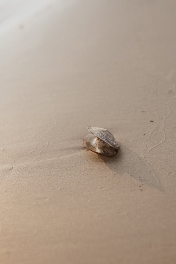 Åbnet ferskvandsmusling eller musling, en svanemusling, et vandlevende toskallet bløddyr på det våde sand (Sinanodonta woodiana)