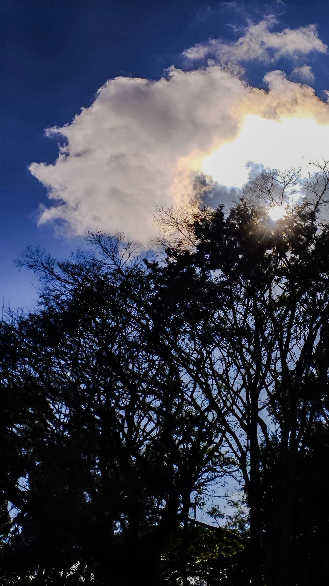 Mörka silhuetter av träd med solen som skiner genom molnen över dem