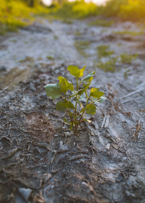 Small plant sapling of poplar tree growing from the dirt