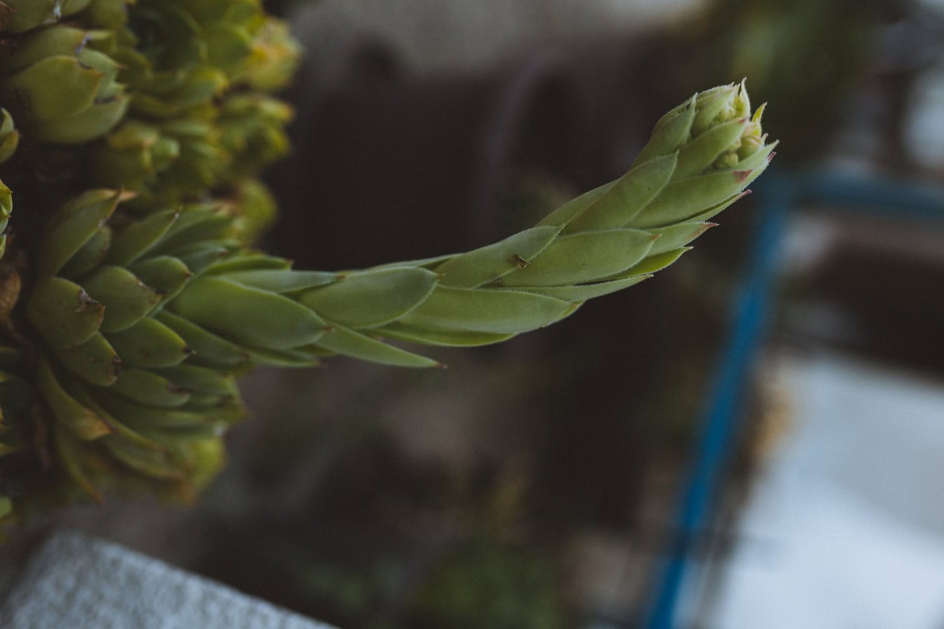 Close-up of a succulent herb with green leaves