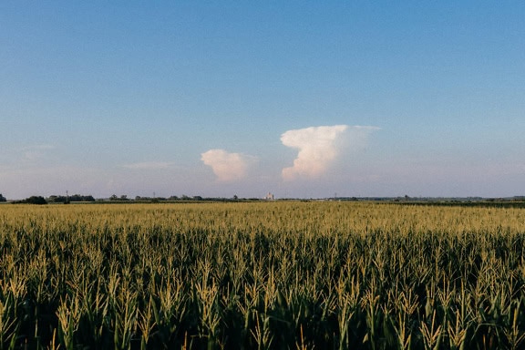 En maisåker med økologisk mais som vokser på jordbruksland med blå himmel over