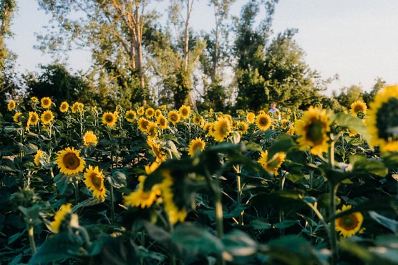 Ein landwirtschaftliches Feld mit Sonnenblumen und Bäumen im Hintergrund