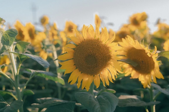 Girasole in piena fioritura in una calda giornata estiva con particolare attenzione a una testa di girasole con semi di girasole e petali giallo brillante