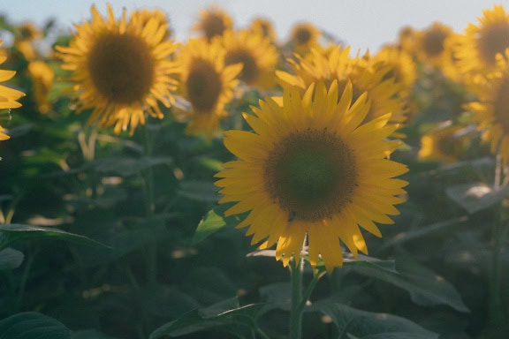 Bunga matahari di ladang pada hari musim panas yang cerah dengan fokus pada kepala bunga matahari dengan biji bunga matahari dan kelopak kuning