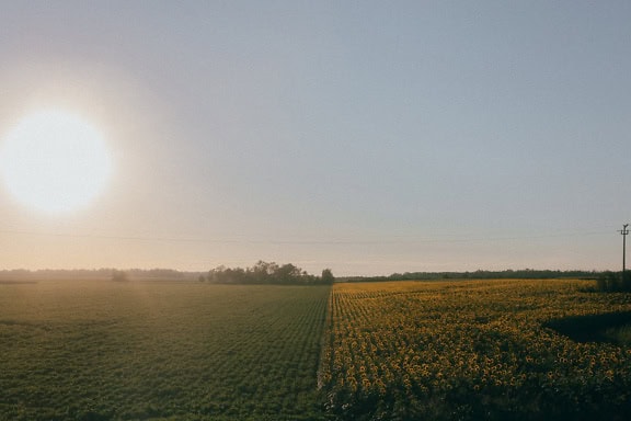 Sojabohnenfeld neben einem Sonnenblumenfeld mit einer sehr hellen Sonne, die am hellen Himmel leuchtet, eine Halbluftaufnahme aus der Vogelperspektive