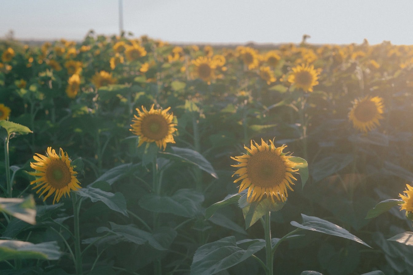 Een gebied met onrijpe zonnebloemen op een landbouwgebied met fel zonlicht op zonnige zomerdag