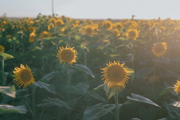 Un campo de girasoles inmaduros en un campo agrícola con luz solar brillante en un día soleado de verano