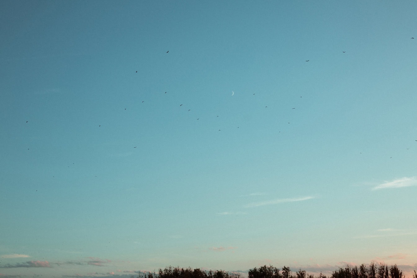 Flock av fåglar som flyger i fjärran på himlen