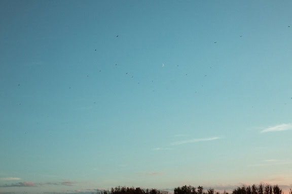 Flock of birds flying in the distance in the sky