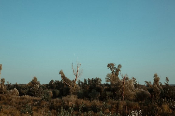 Landscape of trees and bushes in shadow with bright blue sky