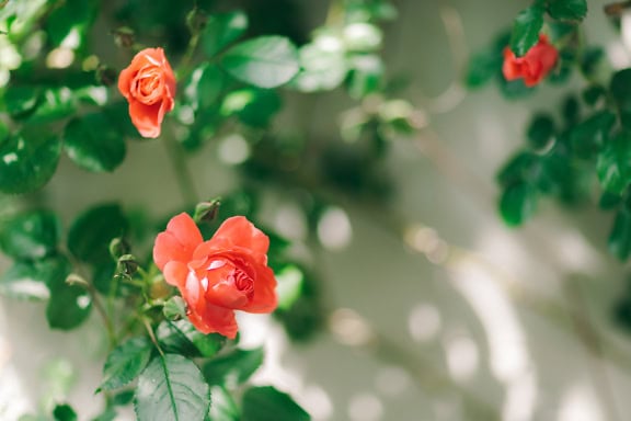 Close-up of a bright red rose in a garden