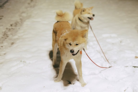 Two dogs of an Akita inu breed on leashes in the snow